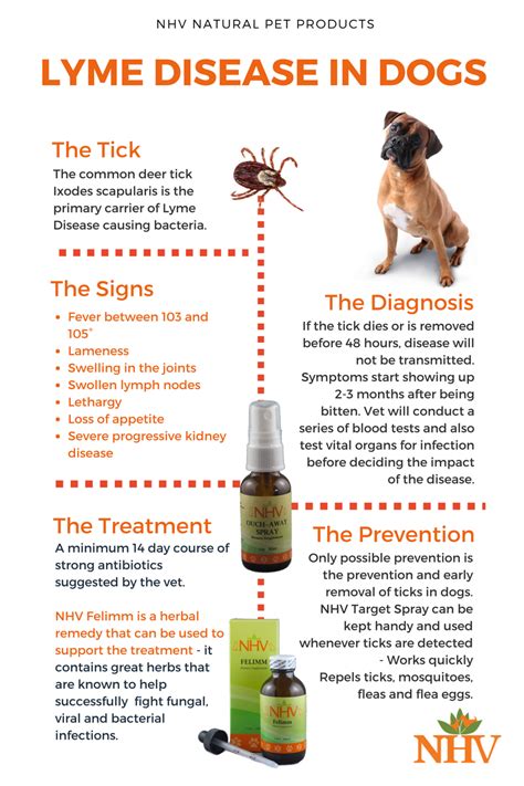 How Is Lyme Disease Diagnosed In Dogs