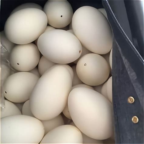 Real Goose Eggs for sale in UK | 45 used Real Goose Eggs