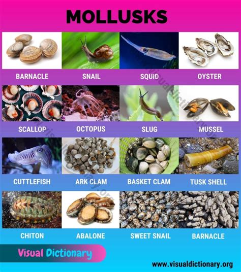 Mollusks: Interesting List of 16 Commonly Found Marine Mollusca Animals ...