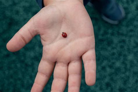 3 Spiritual Meanings When a Ladybug Lands on You