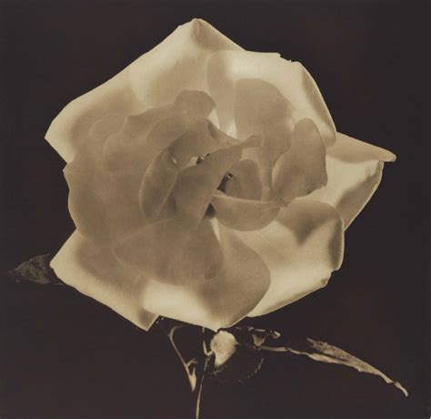 Robert Mapplethorpe Flowers