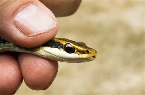 5 Reasons Why You Should Choose A Humane Snake Removal Service – Cobras.org