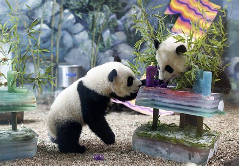 U.S.-born panda twins return to China, but struggle with the language ...