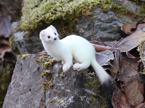 Ermine | Curious | Cute ferrets, Animals beautiful, Albino animals