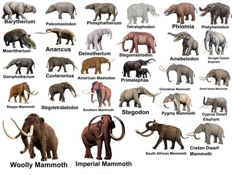 Which Extinct Elephant and Mammoth/Mastodon is your favorite ...