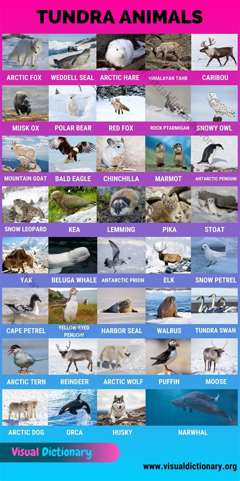 Tundra Animals: Helpful List of 40 Animals that Live in the Tundra - Visual Dictionary