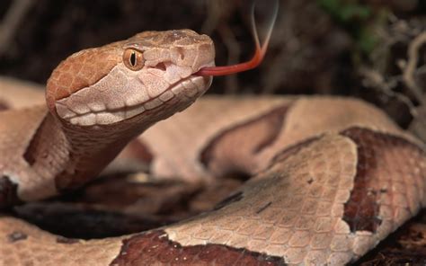 Poisonous Snakes | Wildlife Photos