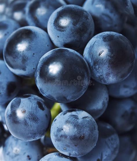 Grapes close up stock image. Image of fruit, cluster - 26673225