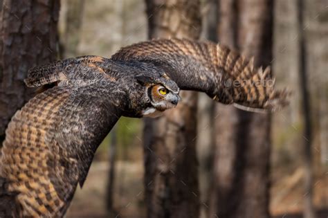 Great Horned Owl in Flight Stock Photo by mattcuda | PhotoDune