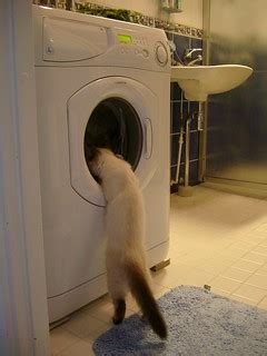 kitten & a washing machine | seems like a good place | Flickr
