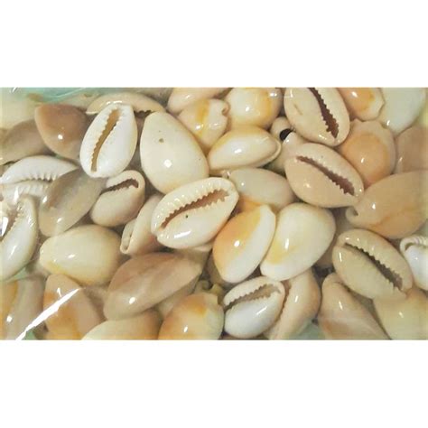 Sungka shells/sigay 100 pcs. | Shopee Philippines