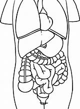 Human Body Organs Coloring Pages At GetColoringscom  Free Printable sketch template