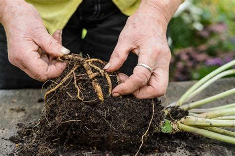 Take Root Cuttings (In Pictures) - gardenersworld.com