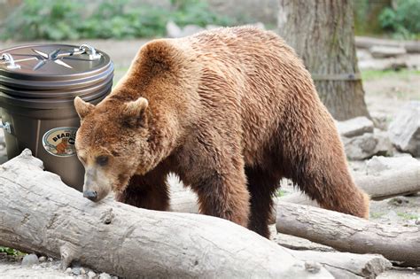 Buying A Bear Proof Trash Can – Bear Proof and Bear Resistant Trash Cans