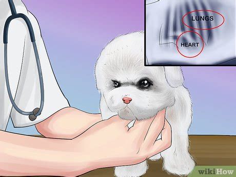 3 Ways to Take Care of Teacup Puppies - wikiHow