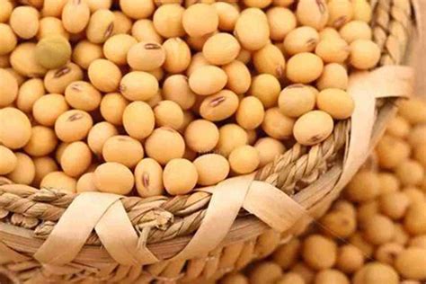 Understanding Hydrolyzed Soy Protein: Definition and Benefits Explained - FP Group