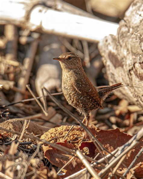 Wren in winter | Mike Powell