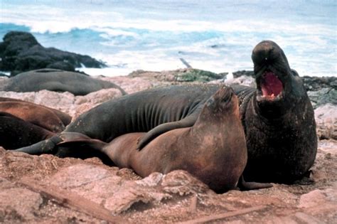 Southern Elephant Seal – "OCEAN TREASURES" Memorial Library