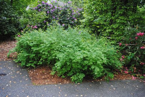 Common Snowberry in May 2018 | Native garden, Plants, Shrubs