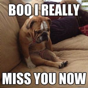 Boo, I Really Miss You Now-dog memes to cheer you up- Pet Care And Wellness