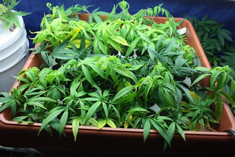 File:Cannabis Clones in Box.JPG - Wikimedia Commons
