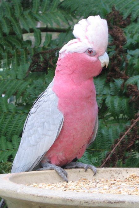 Snaps: Galah | Australian parrots, Animals beautiful, Pet birds