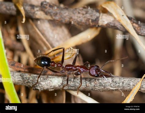 Bull Ant or Bulldog Ant (Myrmecia sp.), Western Australia, Australia Stock Photo - Alamy