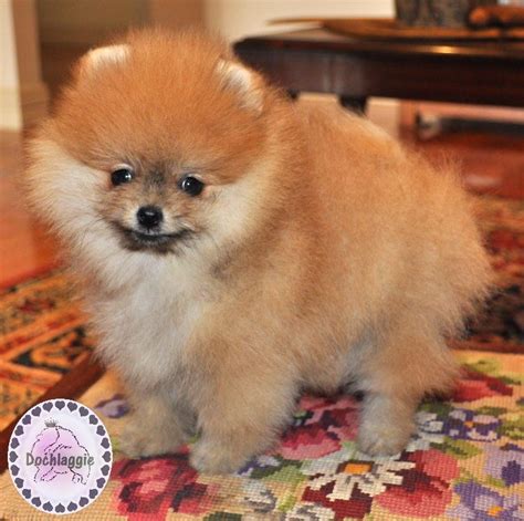 Pomeranian Puppy Orange - Pets Lovers