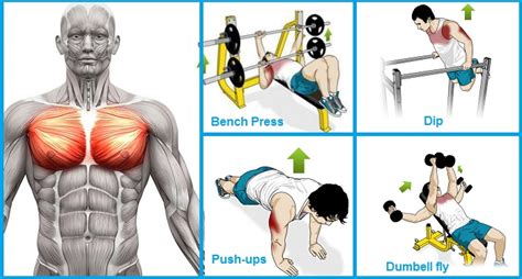 How to Train Your Chest - 4 Exercises to Build Chest Muscle Fast