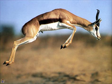 Springbok Wallpapers - Wallpaper Cave