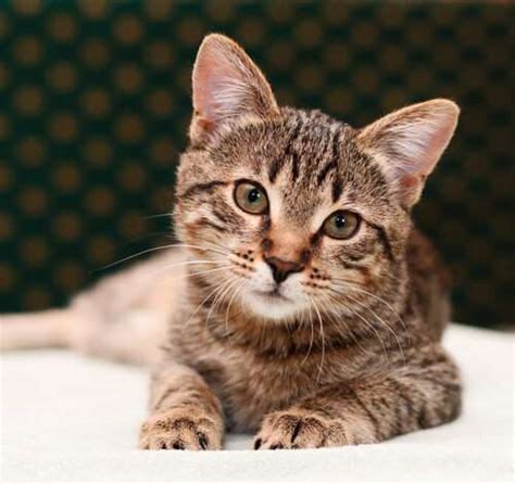 145 Most Popular Names for Tabby Cats In 2024 - Cats.com