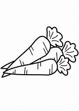Coloring Pages  Carrot Page sketch template