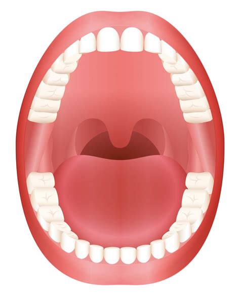 Does Knowing My Mouth’s Anatomy Aid Oral Care | Exceptional Dentistry