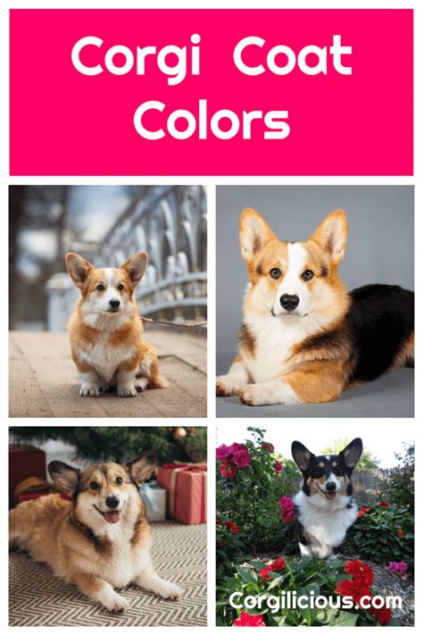 All of the Corgi Colors - Corgilicious