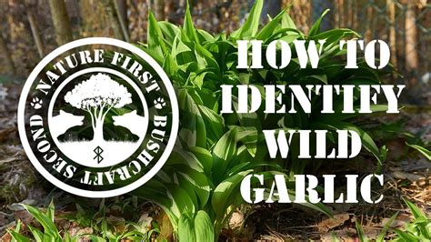 WILD GARLIC: Identification, Foraging & Use || WILD EDIBLES in ...