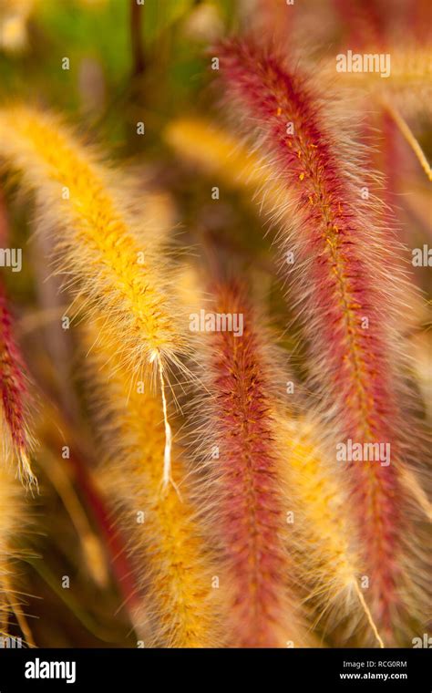 Wheat inside Huaca Pucllana archaelogical site Stock Photo - Alamy