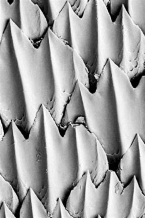 The physical pattern of shark skin is used in a model a microscopic ...