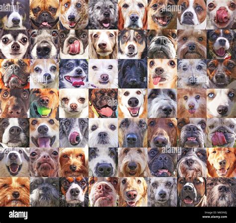 Dog faces hi-res stock photography and images - Alamy