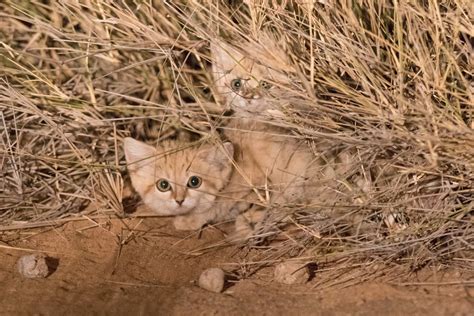 Sand Cat Kittens Spotted in the Wild for First Time | Panthera