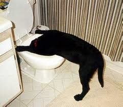 dog puking | Dog's Health