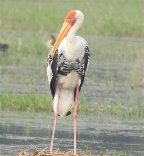 Sultanpur Bird Sanctuary Gurugram, Timings, Entry Fee, Images