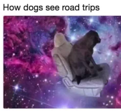 Woof! Dog Memes! (36 pics) - Izismile.com