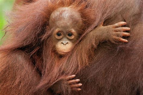 Baby Orangutan Hugging Mother Photograph by Suzi Eszterhas | Pixels