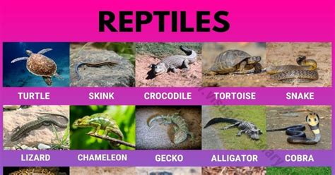 Reptiles: Helpful List of 27 Names of Reptiles in English - Visual Dictionary