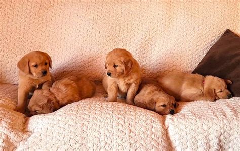 Golden Retriever Lab Puppies | Dogs & Puppies for Rehoming | Edmonton | Kijiji