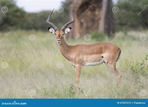 Portrait of Male Impala Antelope Stock Image - Image of african, buck: 67947215