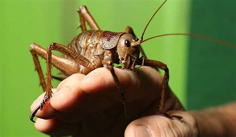 Whopping weta wows the world | Stuff.co.nz