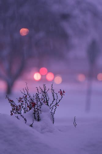 Sunday Snowfall | View from the front porch | Dane Vandeputte | Flickr