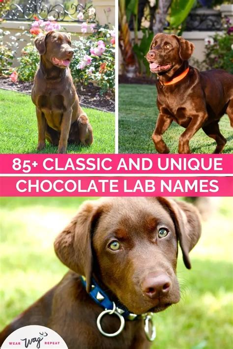 85+ Classic and Unique Names for Chocolate Labradors - Wear Wag Repeat