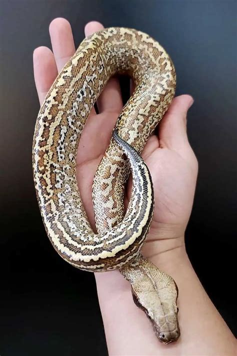 13 Blood Python Morphs (With Pictures) - ReptileHow.com